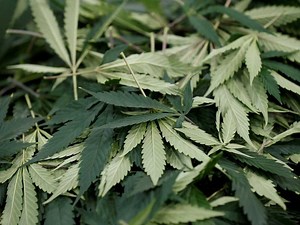 Canopy Growth stock soars on prospects of entering U.S. before the year's out