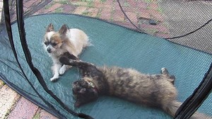 10K views · 980 reactions | Mr Batzilla, Daisy and I really want to...