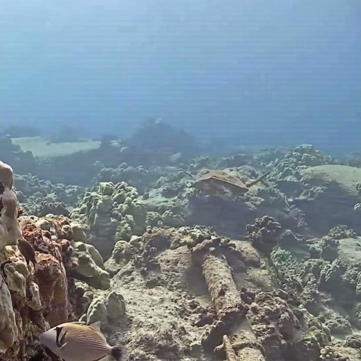 Hawaiian Sea Turtle | MEGA Lab Cam | Hawaii live #youtubeshorts #like #nature