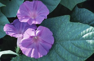 What Are the Characteristics of a Morning Glory?