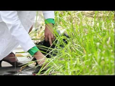 Plant-e: living plants generate electricity