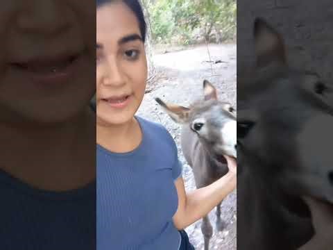 Unbelievable! My Donkey Wants a Hug! 🫏❤️