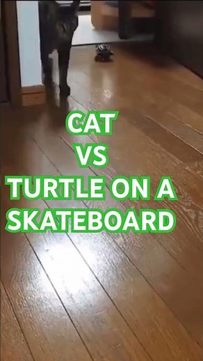 Cat VS Turtle on a skateboard