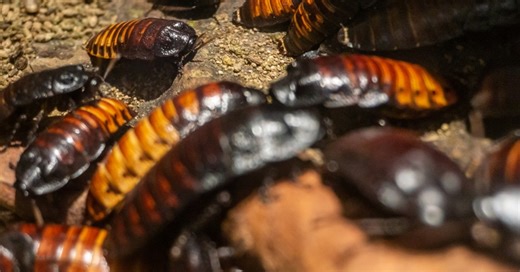 Cockroaches Become Cannibals When They Fall in Cockroach Love