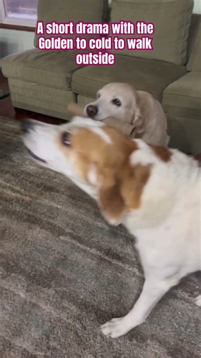 Golden Retriever and Coon Hound waiting to go outside