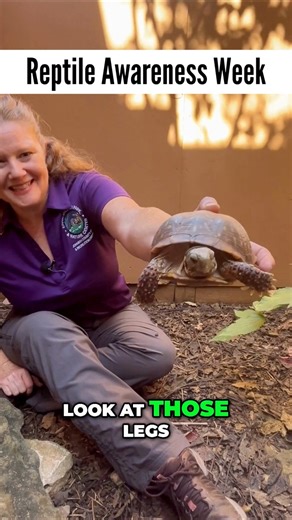 1.1K views · 18 reactions | Today, we are showcasing the ornate box turtle, the state reptile of Kansas, with its vibrant colors and unique stripes. Discover where to find it and how it enjoys its outdoor playground at Ernie Miller Nature Center, exploring the terrain and finding food. | Johnson County Park and Recreation District - JCPRD | Facebook