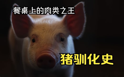 餐桌上的肉类之王——猪的前世今生