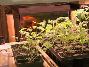 Fish: The latest addition to New York's urban farm