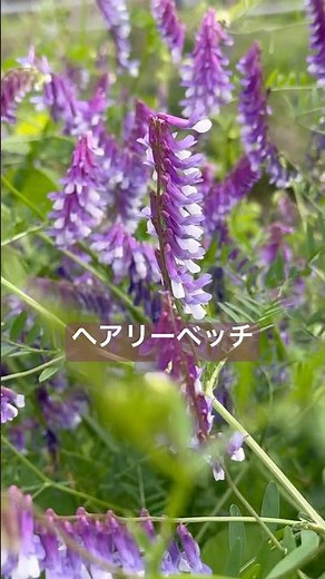 ヘアリーベッチ☆ナヨクサフジ☆花言葉【世渡り上手】【豊かな大地】☆2026.04.25