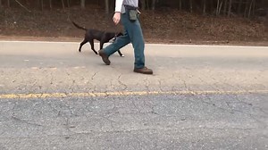 12 reactions · 15 shares | ADOPTED!!! ADOPTED!!! ID #A041127 - BLUE...