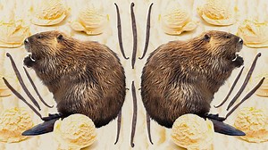 What Is Castoreum, And Why Is It In My Food? - The Takeout