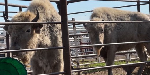 ‘A snapshot of history’: Turtle Mountain Band of Chippewa gifts white buffaloes to other tribes