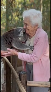 A touching moment as a grandma shares a warm hug with a koala. A sweet hug between a grandma and a koala melted hearts. #Kindness #Viral #Respect #fblifestyle #AI Generated using Kling AI . . . (For entertainment purposes only. Consult professionals if guidance on activities is presented. No brand affiliation is implied if any are shown. If inspired by true events, creative adaptations may be included. Content may include public footage.) | Fabiosa - Live easy