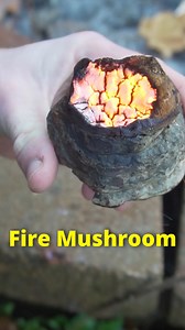 Amadou is known as the tinder fungus (Fomes fomentarius) #foraging #survival #survivalskills | Son of a Bear Herbs