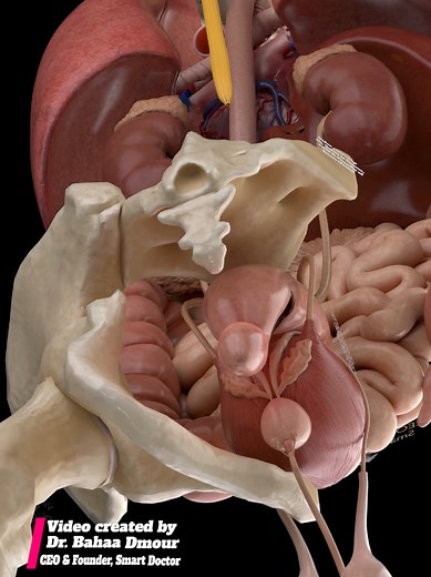 Exploring the Human Body's Internal Anatomy