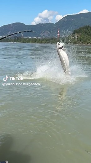 Unbelievable Fraser River Giant Sturgeon Jumping Video