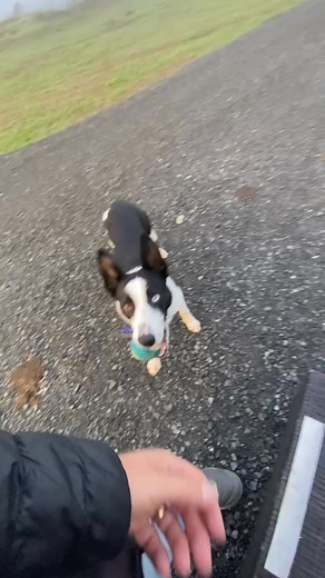 9.6K views · 318 reactions | Making progress with his car crate. Two steps forward and one step back, that’s fine. The last one was too much, so we quit | Denise Fenzi | Facebook