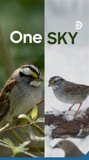 13K views · 48 reactions | Look up! That’s not just a flock, that’s a...