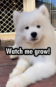 380K views · 13K reactions | We thought we'd share this video again of whats to come in the weeks and months ahead as we watch poppy's current pups grow. It all happens at such a rapid rate, its great to document these things so we can look back on them! | Poppet and the Wolf Pack | Facebook