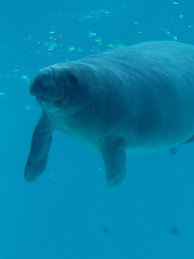 マナティの可愛い泳ぎ方 ☆沖縄美ら海水族館☆ 沖縄本島北西部の本部半島備瀬崎近くにある海洋博公園内の水族館。ジンベイザメが有名です。また、イルカショー、マナティーも大人気です。 ○ホームページ https://churaumi.okinawa/sp/ ○アドレス 沖縄県国頭郡本部町石川424番地 #美ら海水族館 #美ら海 #水族館 #Dolphin #マナティ #沖縄