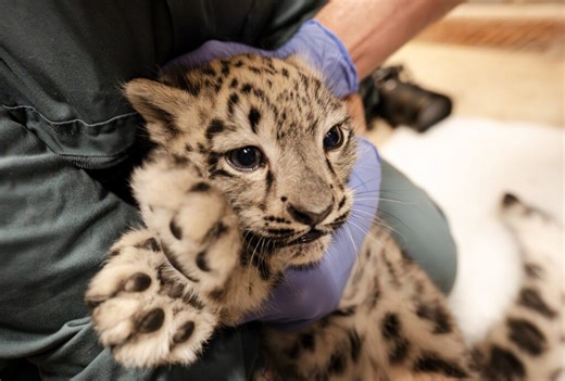 International Snow Leopard Day: Rare baby snow leopard gets first health check at Chester Zoo