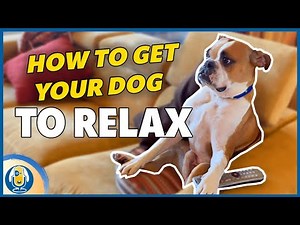 Is Your Dog Hyper At Home? How To Teach Relaxation. #137 #podcast