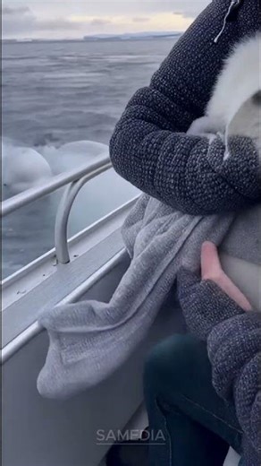American Tourist Saves Baby Seal 🦭❄️ | Trapped on Floating Ice in Arctic Ocean!