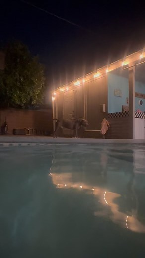 74 reactions · 3 comments | Blue still wants no part of going in the pool but he is always down to play “Jaws” with me from the safety of the pool deck.  #pitbull #bluenose #jaws #summervibes #mybestbuddy | Danny Gee | Facebook