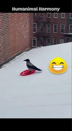 🐦😂 Crow Invents Snowboarding With a Plastic Plate 🛷❄️ #snowday