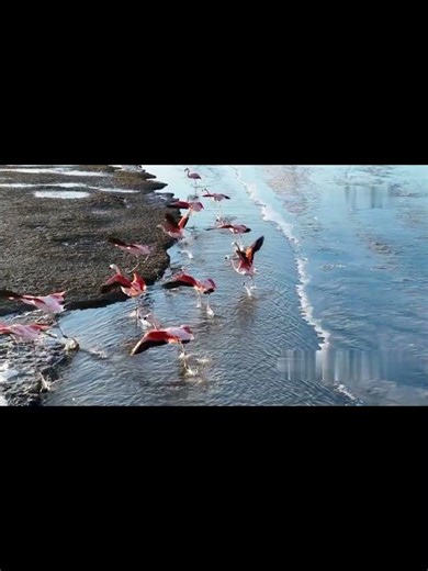 Forest Echo| Trapped in Ice: The Andes Flamingo Survival Story