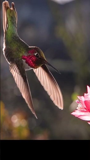 Mechanics of Hummingbirds 🐦