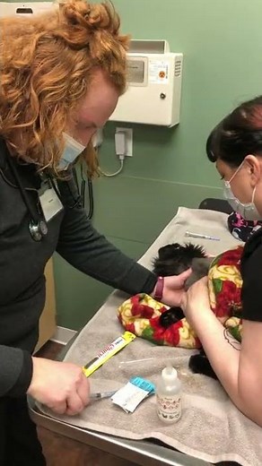 Skill #11 Penn Foster Veterinary Technician Program - jugular feline