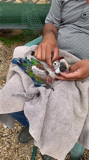 Red Dominant Camelot Macaw - Hand Feeding and Training