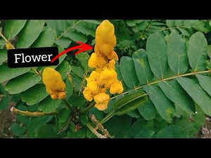 Unlock the Power of Senna Alata: Nature's Miracle Plant.
