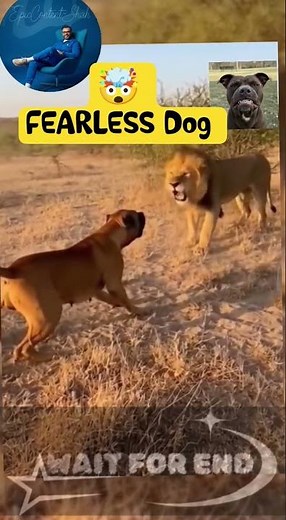 Dog vs Lion Real FightCRAZY! 🤯 FEARLESS Dog Charges at a GIANT LION in the Wild #funny #dog