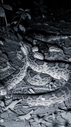 Night Vision Snake Fight | Python vs Anaconda:#NightVision #Python #Anaconda #Wildlife #SnakeNight