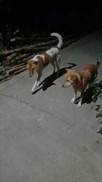 Kal larai Aj aiiya 😂Viral dog comedy video #shortfilm #animals #viralshort #cute #funny #dog