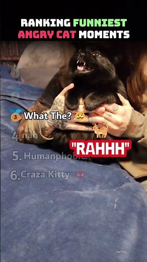 Ranking The Funniest Angry Cat Moments 🤬
