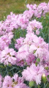 Closeup blooming common pink flowers Dianthus plumarius in the garden