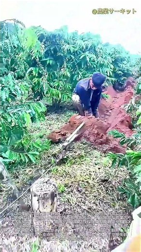 このシンプルなてこの原理を利用したトリックで、巨大な地下樹木の根を抜き取る：シンプルなてこの原理を使った巧妙な手動レバートリックで、プランテーションから深い樹木の根を抜き取る