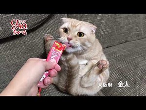 2017年冬募集ちゅ～るCM『ユニーク篇』（いなば食品グループ）