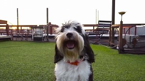 Rosie is having a diva moment in her Nuzzle. | Nuzzle