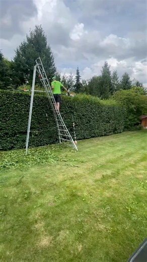Chlapi vzali žebříky a šli řezat zeleň #zahrada