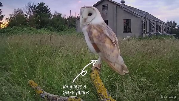 7.3K views · 469 reactions | Today's #BirdsyBites is all about the...