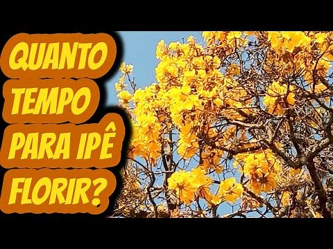 How many years does it take for a yellow ipê tree to bloom? How many months does flowering take p...