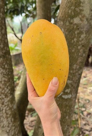 Satisfying Fruit Cutting ASMR Experience