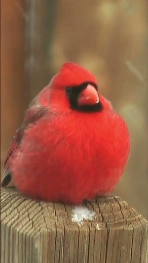 Northern Cardinal Song