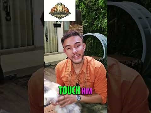 Cat Deworming: Essential Tips for Healthy & Happy Cats