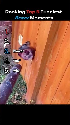 Ranking Top 5 Funniest Boxer Moments