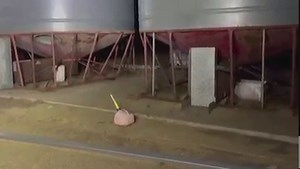 89K views · 514 reactions | Mice have been swarming the western New South Wales country town of Gilgandra for several weeks, in what locals say is the worst mice swarming in decades https://reut.rs/3lzXxvq | Reuters | Facebook